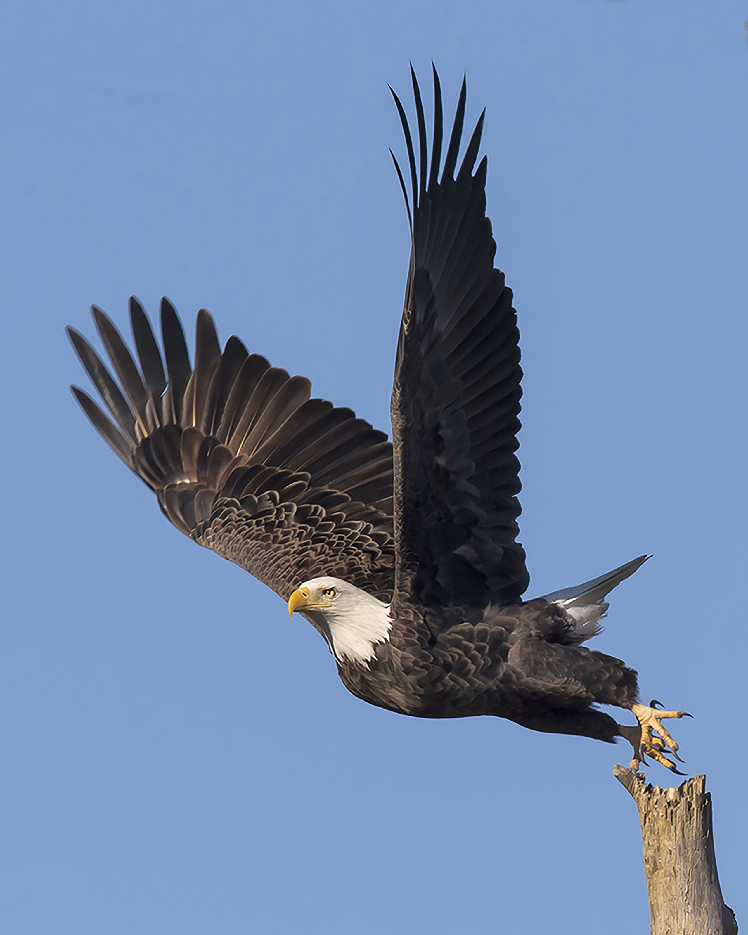Bald eagle takes off FWS.gov